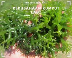 Apa Manfaat Rumput Laut Bagi Tubuh Manusia Apa Manfaat Rumput Laut Untuk Kecantikan Cara Memasak Rumput Kecantikan