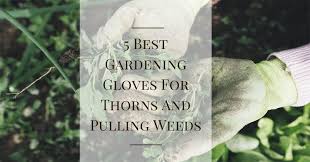 Small pots are necessarily ideal when watering because cacti don't love sitting in water as they are more alternatively, get leather gloves to avoid the cactus pricking you. The 5 Best Gloves For Pulling Weeds 2020 Updated
