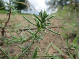 Image result for Salsola rabieana