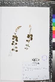 Image result for Plectranthus swynnertonii