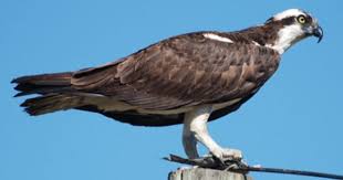 Birds Of Prey Cape Cod Osprey Finally Figured Out What This Was I Had Been Seeing I Thought Maybe It Was A Baby Bald Eagle Did Get To Watch One D Osprey Bird Birds Of