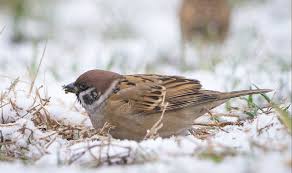 Image result for चिड़िया दाना खाती