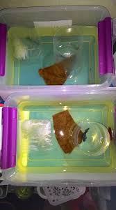 Ada, lo cara menghilangkan mata ikan dengan bahan alami di rumah dan tanpa harus operasi. Kaedah Untuk Membiakkan Ikan Laga Ikan Laga Kuala Kedah Facebook