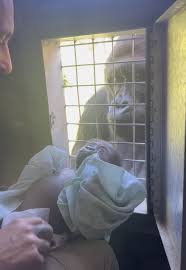 Zookeeper Raises Sick Baby Gorilla After Mom Rejects Him ...