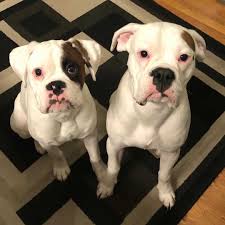 His mature weight is supposed to be 75 lbs. Get To Know The White Boxer And What Makes It Special Animalso