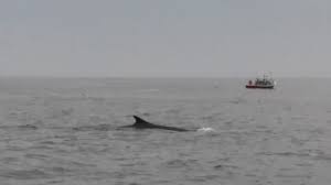 Cap N Fish S Whale Watch Boothbay Harbor Maine August 2017 Youtube