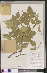 Image result for Citropsis