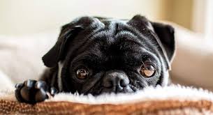 Preventative supplement and home remedy for cat upper respiratory infection. Reverse Sneezing In Dogs What Causes It And Do I Need To Worry