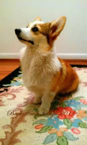 This rate is based on care.com's data as of november. Pembroke Welsh Corgi At Our Home In Wilmington Nc Corgi Corgi Puppies For Sale Corgi Dog