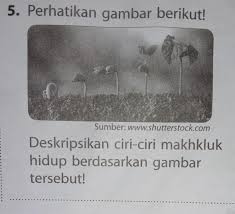 Deskripsikan Ciri Ciri Makhluk Hidup Berdasarkan Gambar Berikut Brainly Co Id