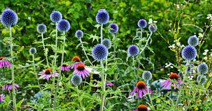 Image result for globe thistle