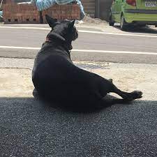 pin by stupidlilili on 狗狗