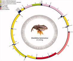 Image result for Heterotis amplexicaulis