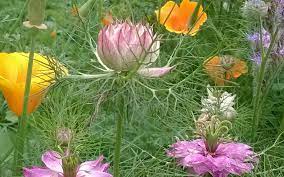 A spring sowing differs from an autumn sowing in that it tends to produce a later flowering display. Growing Annual Flowers From Seed Sjgardenadvice Co Uk