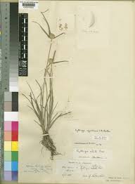 Image result for Kyllinga alba