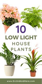 10 Best House Plants For Dark Rooms Find Out Which Are The Best Indoor Plants For Low Light Condit Low Light House Plants Low Light Plants Best Indoor Plants