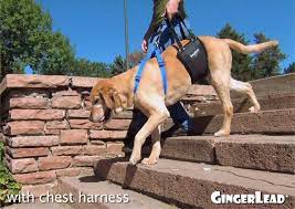 Help Dogs With Weak Hind Legs Walk Up And Down Stairs With A Gingerlead Support Slings To Watch Video Please Visit Http Ginger Dog Sling Dogs Disabled Dog
