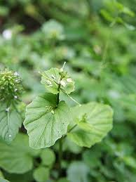 pin by stephen chen on 雙子葉十字花科碎米薺屬cardamine腎葉碎米薺 plants herbs flowers