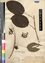 Image result for Scepocarpus trinervis