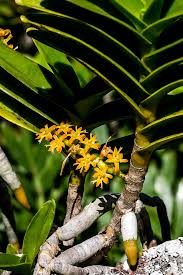 Image result for Tridactyle bicaudata