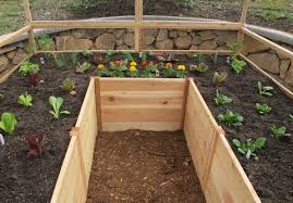 They increase yield, reduce work, and overcome poor soil. Olt Raised Cedar Garden Bed 8 X8 8 X12 Or 8 X16 With Deer Fence Op World Of Greenhouses