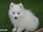 Japanese Spitz puppies for sale - Japanese Spitz breeders