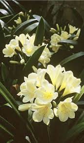 • likes partial shade or full sun. 31 Clivia Plants Ideas In 2021 Plants Planting Flowers Flowers