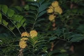 Image result for Pseudobersama