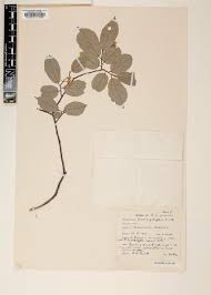 Image result for Dielsiothamnus divaricatus