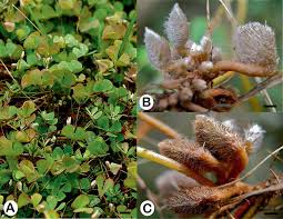 Image result for Marsilea nubica