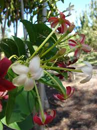 Image result for Quisqualis