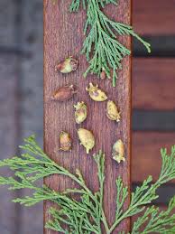 Image result for Calocedrus decurrens