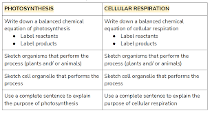 What are the reactants of cellular respiration? Solved Photosynthesis And Cellular Respiration Please Ans Chegg Com