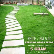 Terima kasih sdh berkunjung dan sdh order. Beli Benih Rumput Carpet Benih Toko