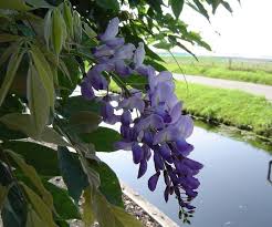 Chinese wisteria, also known as wisteria sinensis, is a tropical climbing vine that can grow up to thirty feet (9 m) tall and produces flower clusters that measure six inches to one foot in length. Mature Large Wisteria Plants For Sale Uk Paramount Plants