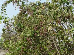 Image result for Salvadora persica