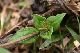 Image result for Richardia scabra