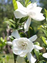 Maybe you would like to learn more about one of these? Everblooming Gardenia Veitchii Plant Gardenia Jasminoides Urban Perennials