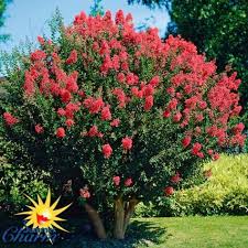 Indianerflieder Tuscarora Im Ca 23 Cm Topf Online Kaufen Bei Gartner Potschke Pflanzen Winterharte Stauden Gartenarten