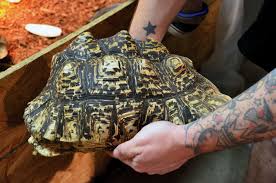 The Leopard Tortoise Of Africa