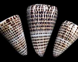 Image result for Tridactyle virginea