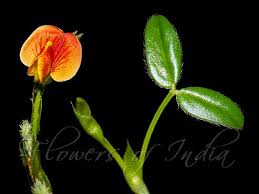 Image result for Zornia