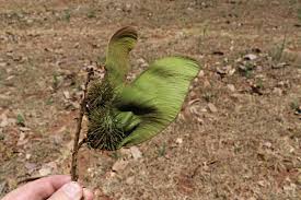 Image result for Centrolobium robustum