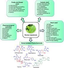 Image result for Rumex nepalensis