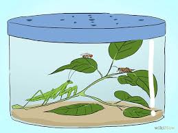 How To Keep A Praying Mantis As A Pet Praying Mantis Pets Most Beautiful Animals