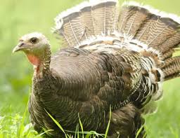 How To Choose Turkey Breeds