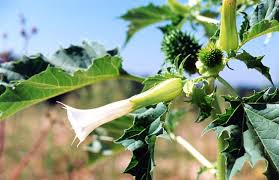 Image result for durman obecný plod