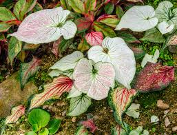 Check spelling or type a new query. Tender Perennials In The Garden What Are Tender Perennials