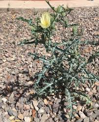 Image result for Argemone ochroleuca