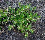 Image result for Ceropegia paricyma